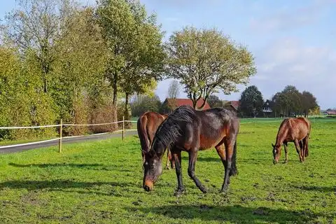 Hobbyhuren Beckum